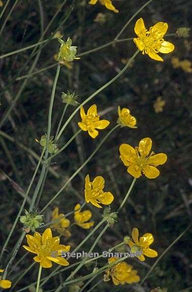 ranunculus occidentalis var occidentalis 6 graphic